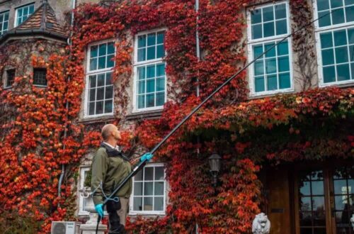 Sådan slipper du af med hvepse i haven – 7 effektive metoder