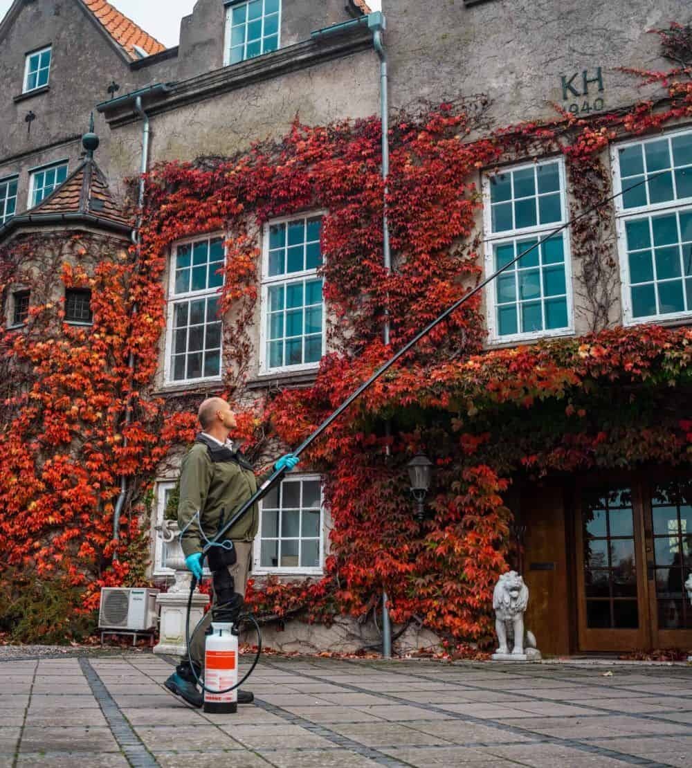 Sådan slipper du af med hvepse i haven – 7 effektive metoder