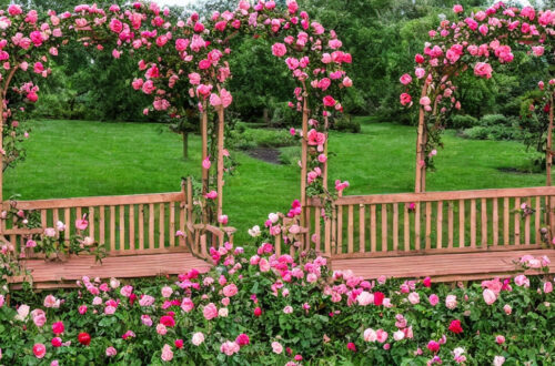 Besøg byens smukkeste rosenbænke og lad dig betage