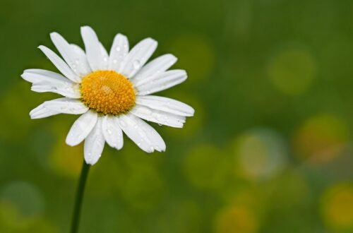 Guld, sølv eller perler? Sådan matcher du smykker til højtiderne